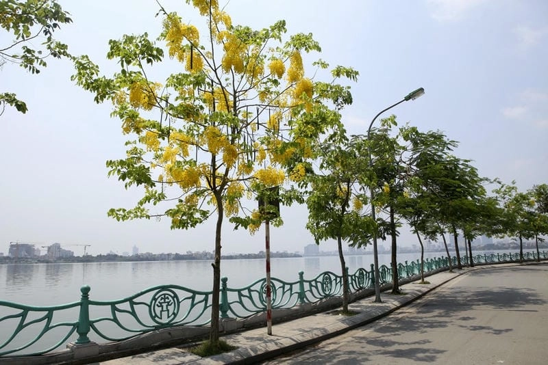 Khám phá sức hút từ muồng hoàng yến đầy sắc vàng
