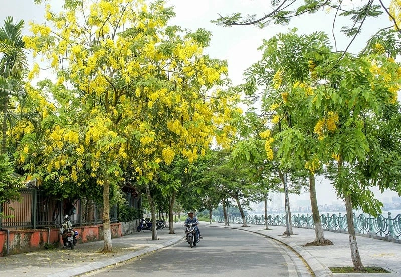 Sắc hoa rực rỡ trên cây muồng hoàng yến ven đường