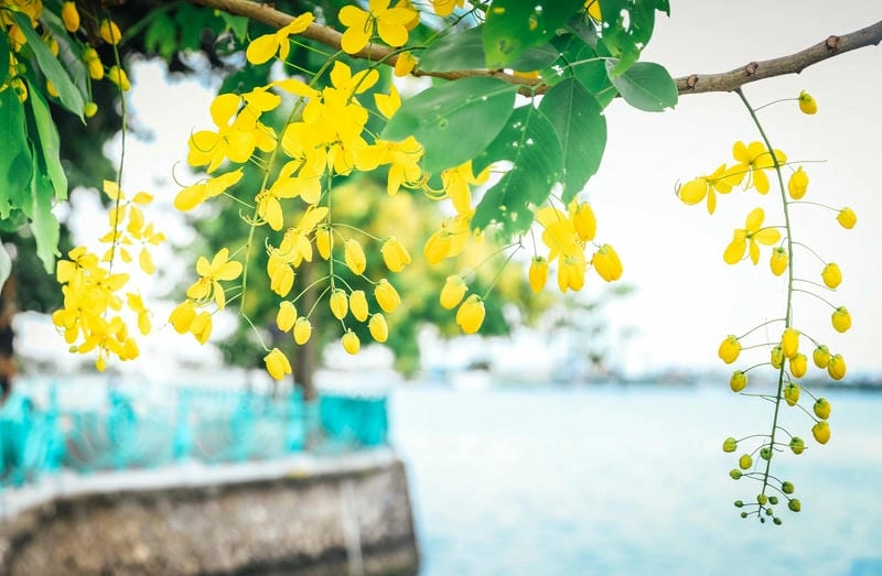 Tìm nơi đáng tin cậy bán cây mai hoàng yến đẹp