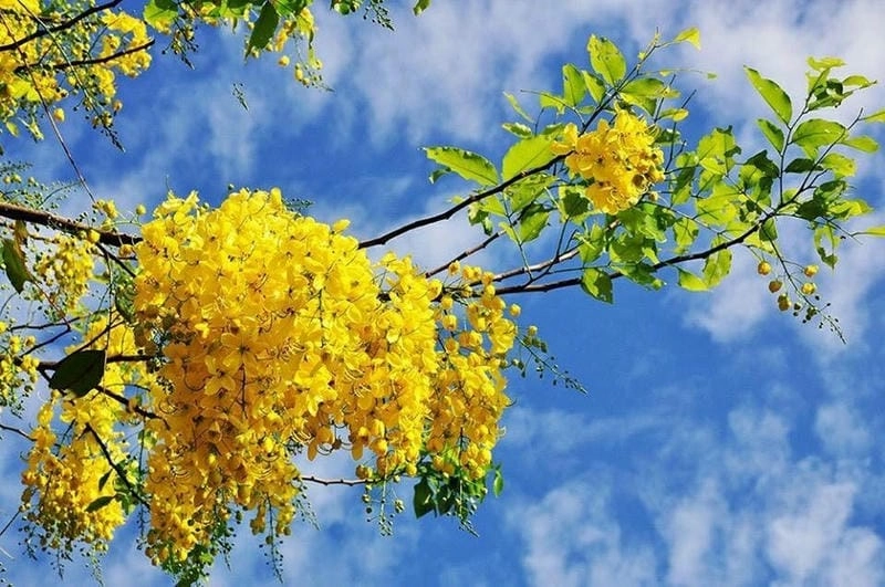 Nhiều lựa chọn chất lượng bán cây muồng hoàng yến