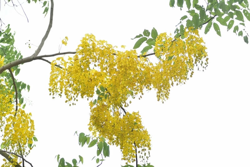 Vườn hoa rực rỡ với cây lan hoàng yến khoe sắc