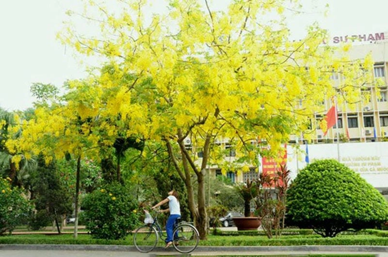 Sắc vàng tươi tắn từ hoa hoàng yến trong nắng
