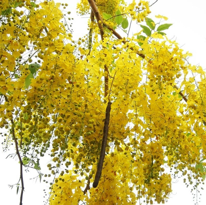 Ngắm nhìn rực rỡ sắc hoa hoàng yến bên sông