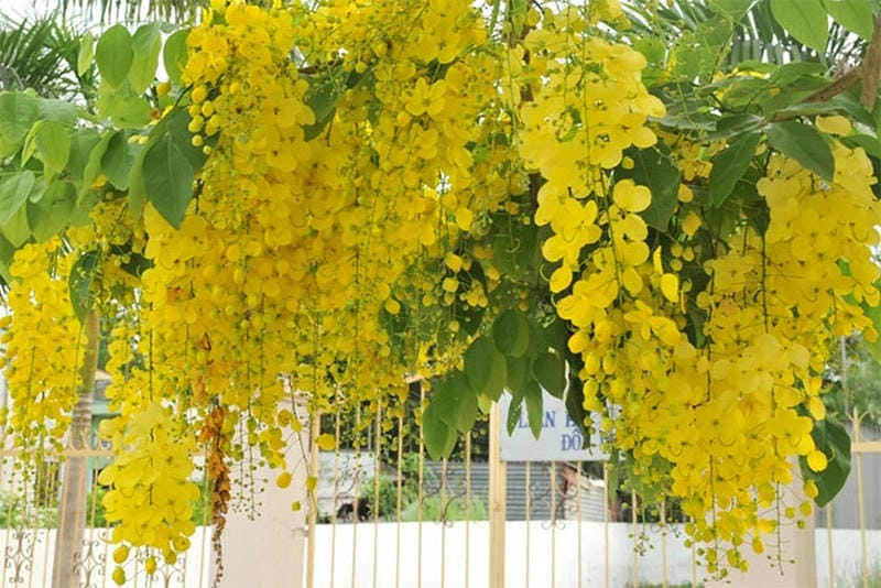Bừng sáng góc phố nhờ cây hoàng yến nở hoa