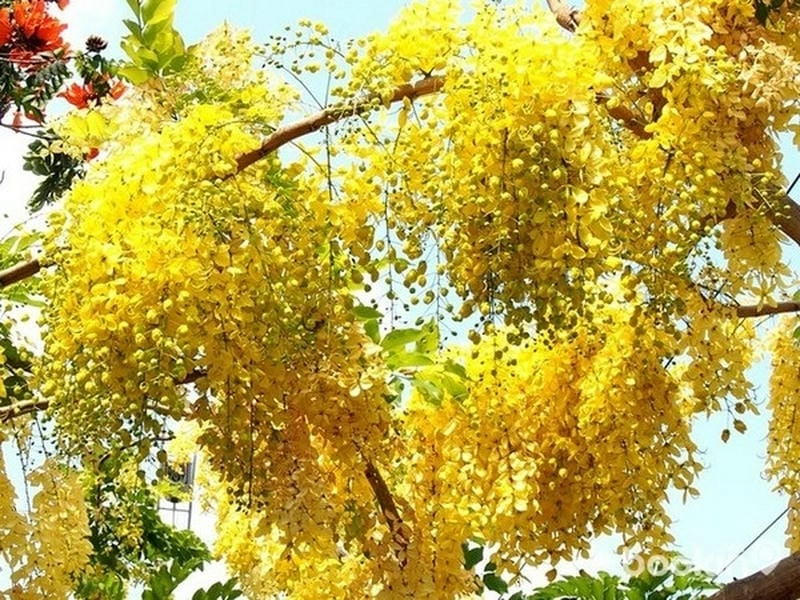 Không gian ngập vàng với mai hoàng yến nở rộ