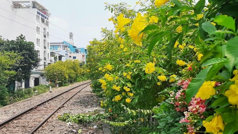 Vẻ đẹp rực rỡ của hoa huỳnh anh khiến ai cũng say mê