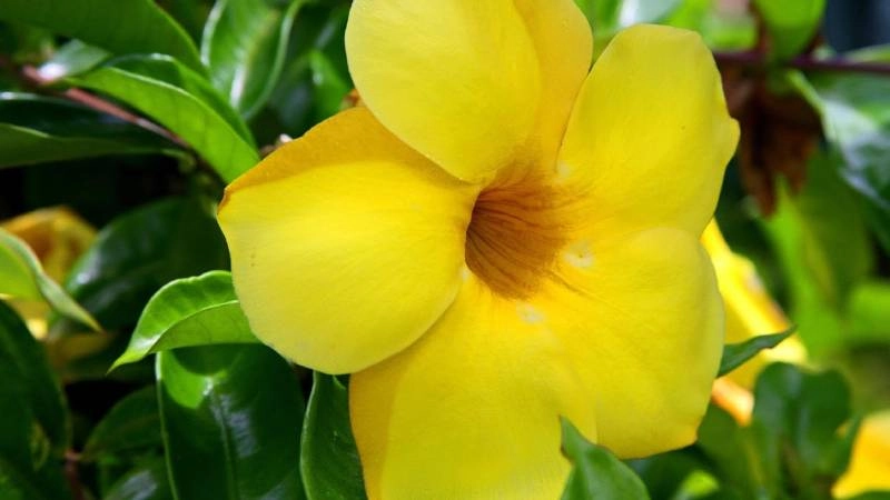 Tạo điểm nhấn cảnh quan nhờ cây huỳnh anh lá lớn vàng óng