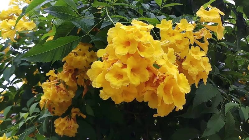 Trang trí lối đi đẹp mắt nhờ cây huỳnh anh lá nhỏ mềm mại