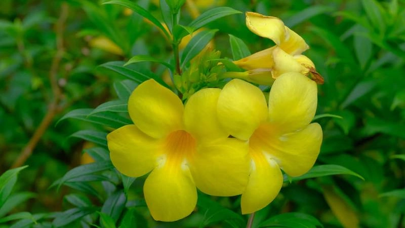 Sân vườn rực rỡ sắc vàng của hoa huỳnh anh tươi sáng
