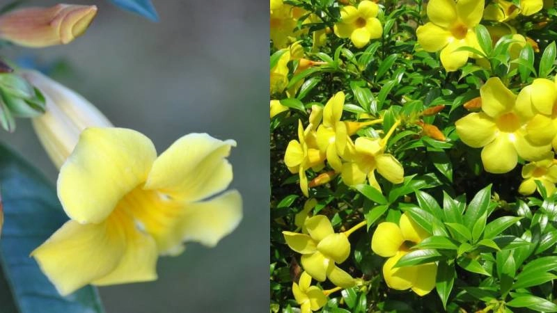 Trang trí ban công nổi bật cùng cây hoa huỳnh anh vàng tươi