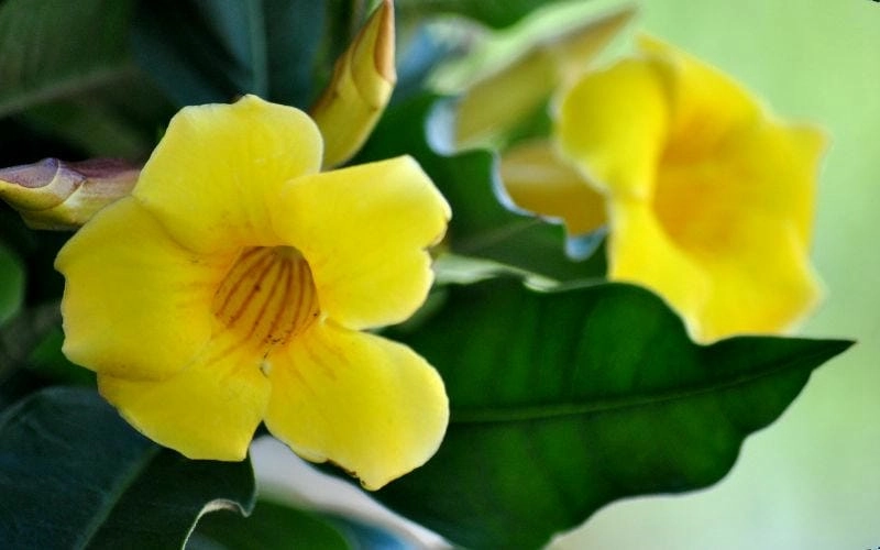 Khám phá vẻ đẹp mềm mại từ bông huỳnh anh tỏa nắng