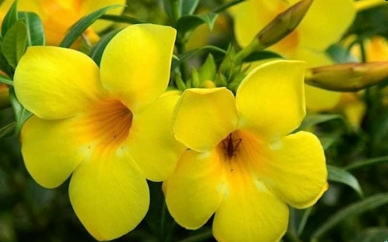Sắc hoa tươi sáng của cây huỳnh anh lá nhỏ đẹp khó cưỡng