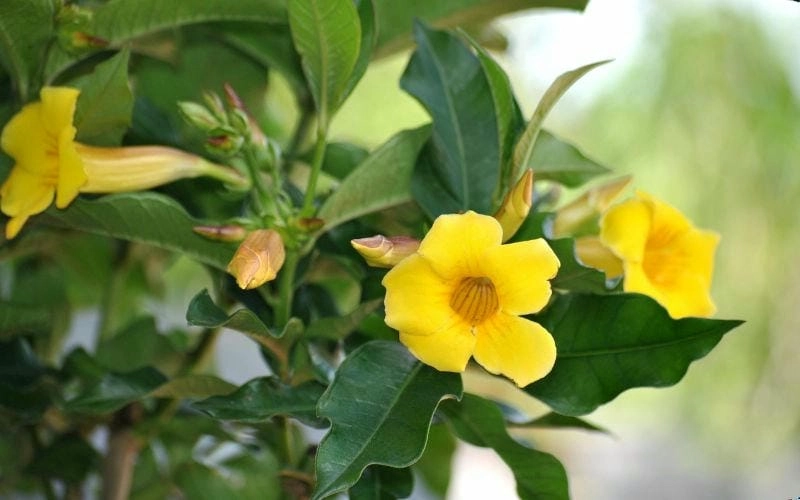 Tô điểm sân nhà với cây huỳnh anh thân gỗ nở rực rỡ