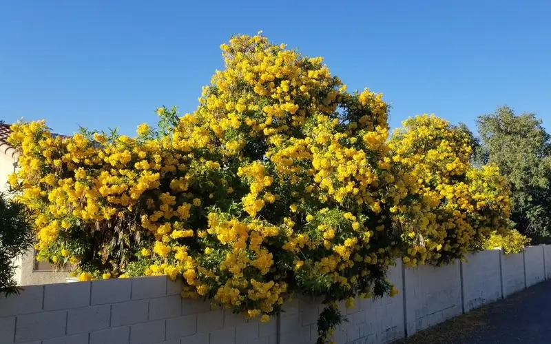 Ý nghĩa hoa huỳnh liên tượng trưng may mắn và hạnh phúc