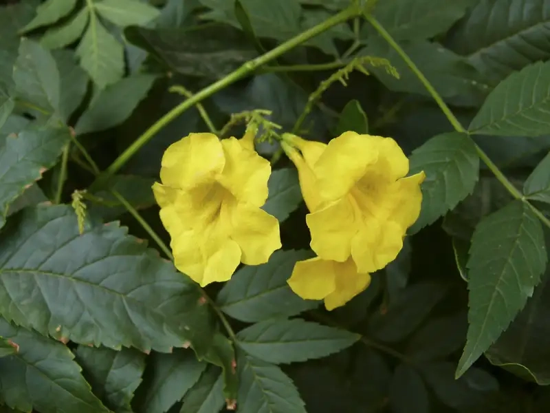 Hoa huỳnh liên khoe sắc vàng rực rỡ hấp dẫn