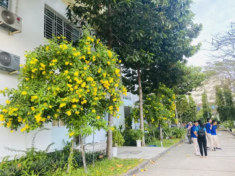 Cây hoa huỳnh liên trang trí sân vườn tuyệt đẹp