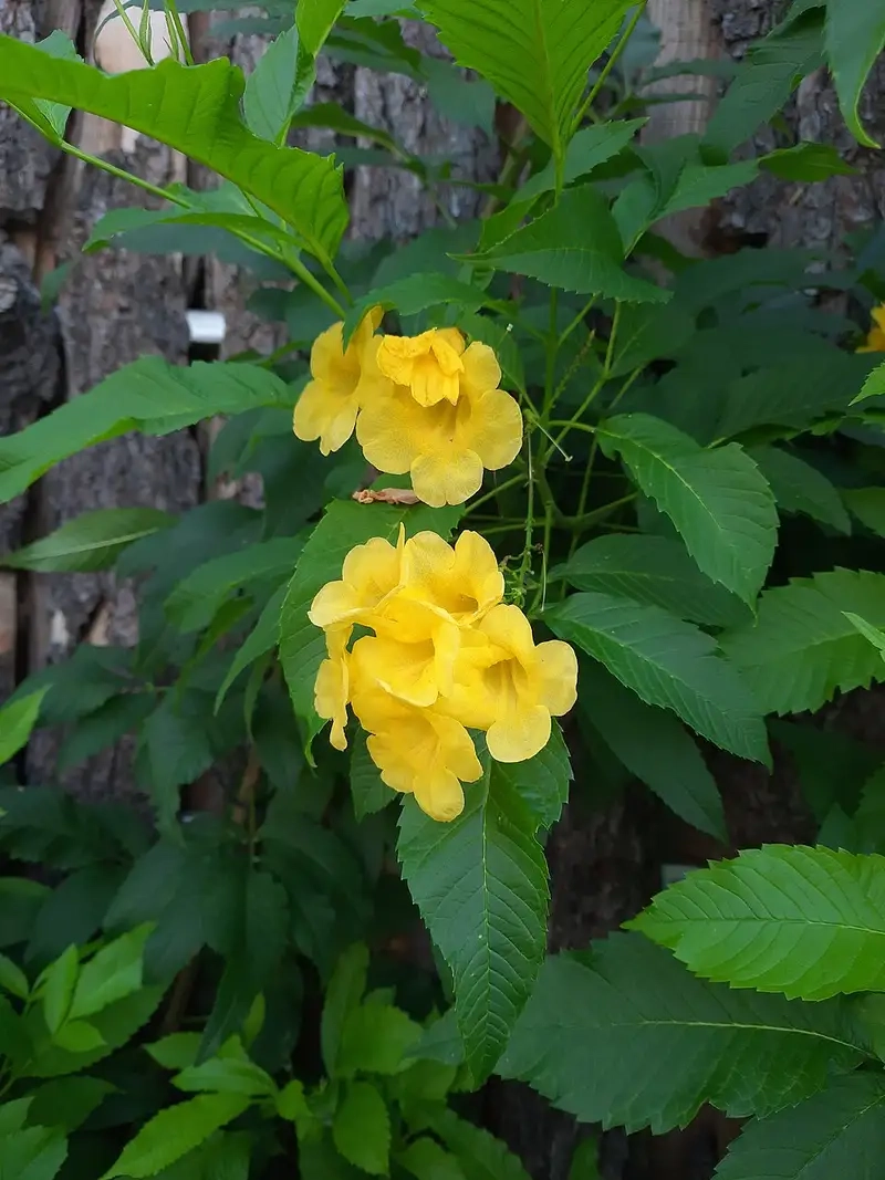 Cây huỳnh liên cảnh quan tạo điểm nhấn sân vườn