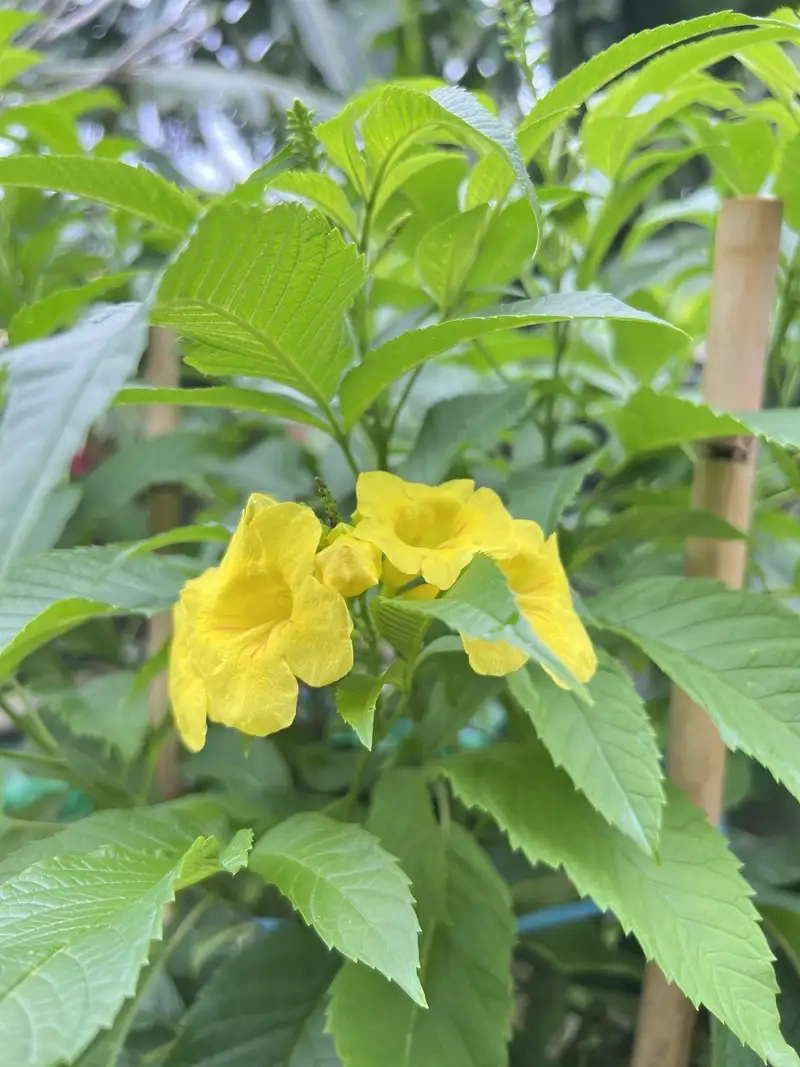 Hoa huỳnh liên nở mùa nào để lên kế hoạch trồng