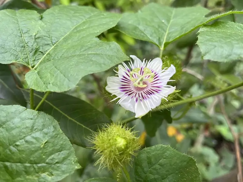 Cây lạc tiên cảnh thích hợp trang trí sân vườn