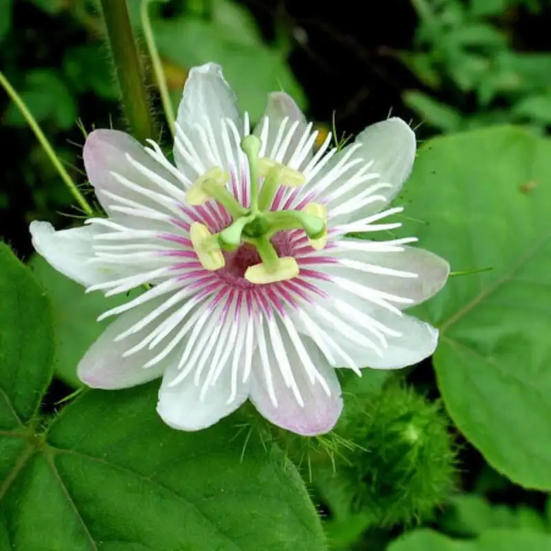 Hoa lạc tiên cảnh tạo không gian xanh mát