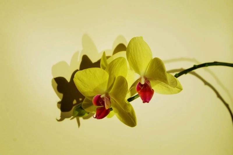 Không gian bừng sáng nhờ lan hồ điệp