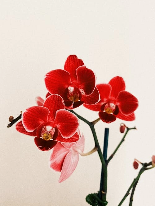 Lãng mạn nhẹ nhàng cùng lan hồ điệp hồng
