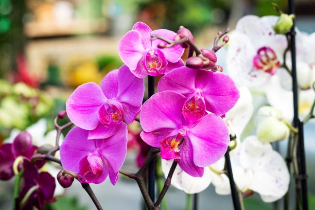 Sự tinh tế nổi bật trong hoa lan