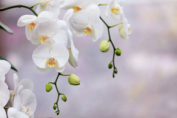 Thanh khiết dịu dàng sắc lan hồ điệp trắng