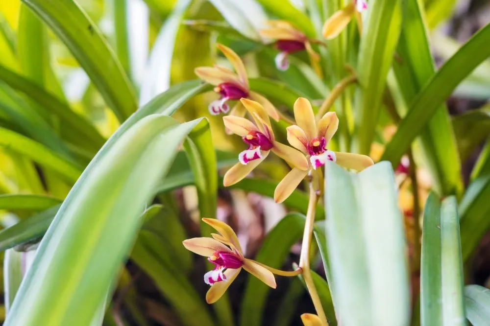 Khám phá các dòng lan kiếm được yêu thích hiện nay