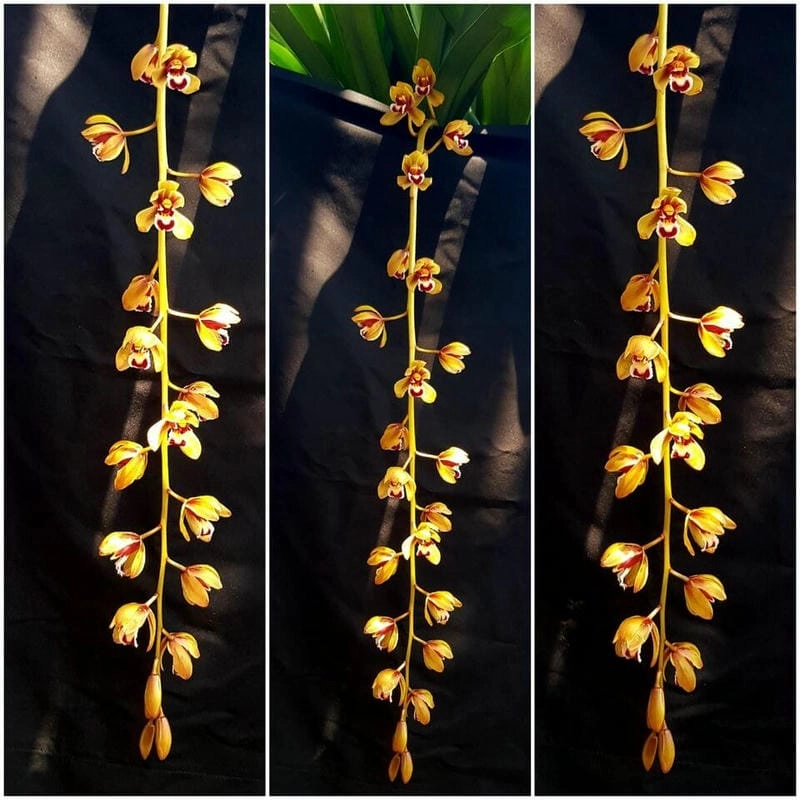 Tìm hiểu hoa lan kiếm ra hoa mùa nào đẹp nhất