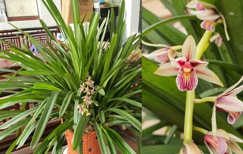 Ý nghĩa hoa lan kiếm phong thủy mang lại tài lộc