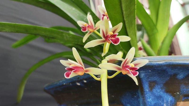 Ngắm bông hoa lan kiếm nở tươi tắn rực rỡ