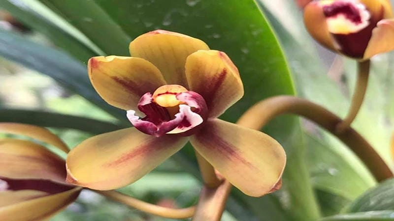 Chậu bông lan kiếm đẹp làm sáng bừng góc nhà