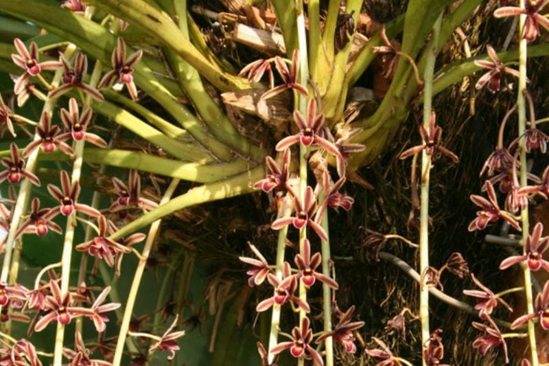 Mê mẩn sắc hoa lan kiếm xanh thanh khiết dịu nhẹ