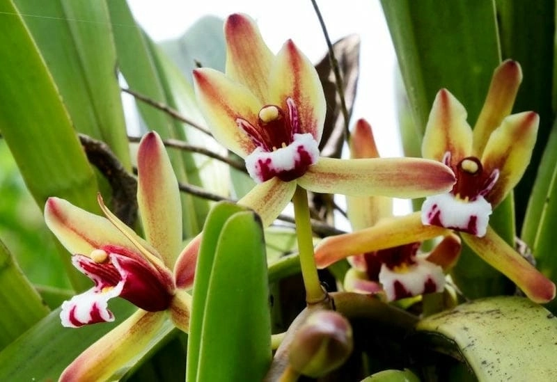 Ý tưởng hoa lan kiếm trồng thủy canh độc đáo ấn tượng