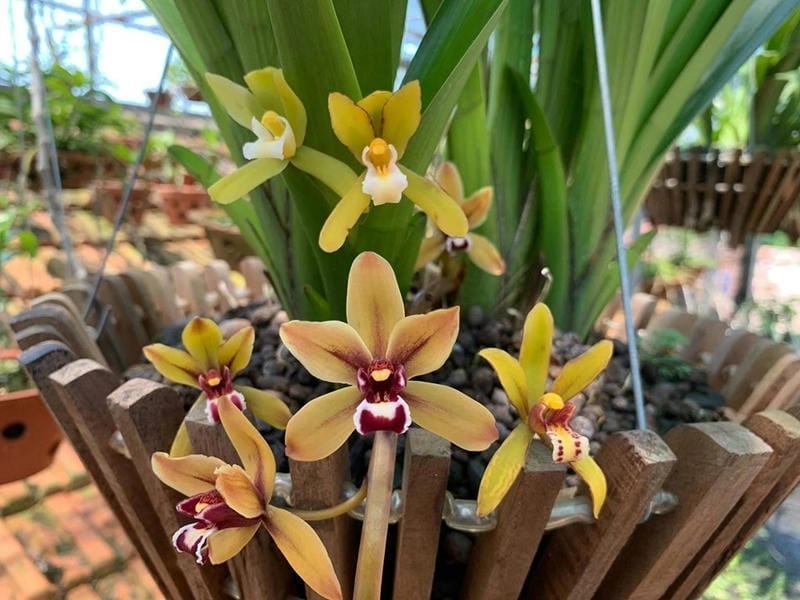 Cập nhật hoa lan kiếm giá bao nhiêu mới nhất hiện nay