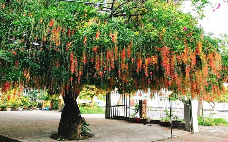 Bông cây lộc vừng đỏ nở rộ đẹp tự nhiên