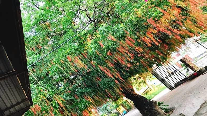 Bông lộc vừng nở bung giữa trời xanh mát