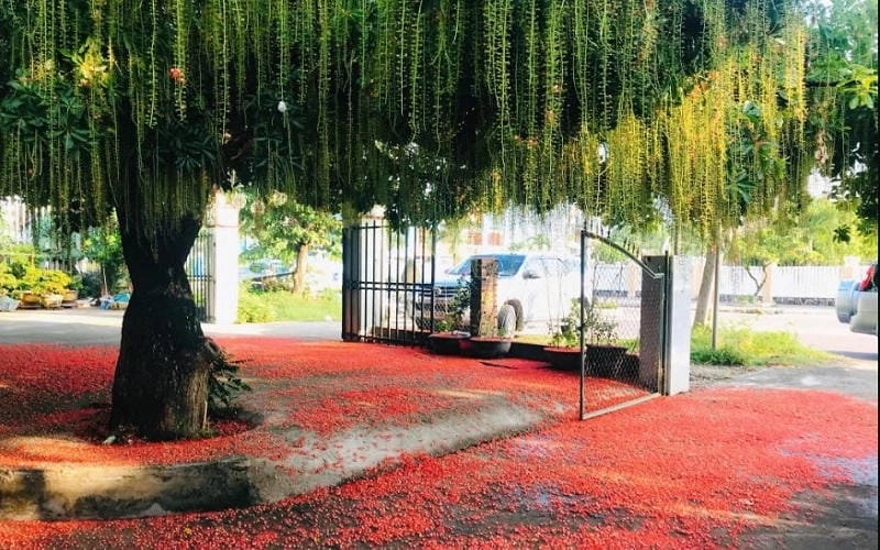 Cây hoa lộc vừng đỏ mang vẻ đẹp phong thủy