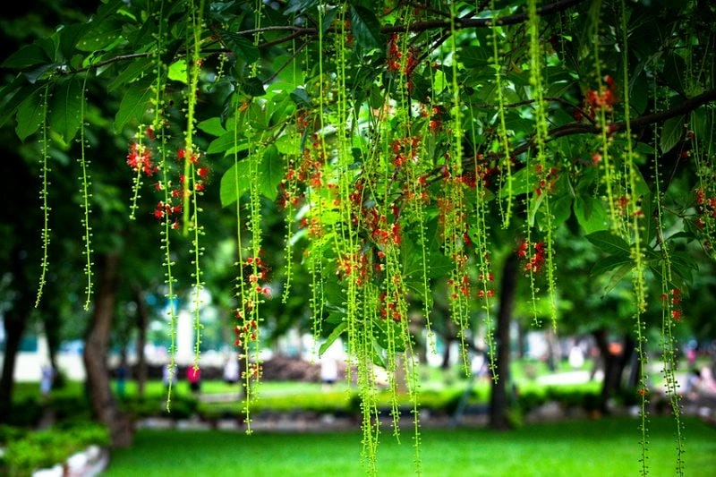 Vẻ đẹp nhẹ nhàng của bông cây lộc vừng mùa hạ