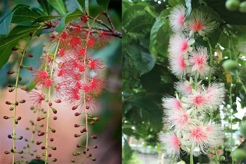 Bông cây lộc vừng nở đỏ đẹp trong nắng chiều