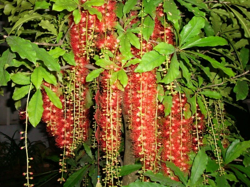 Sắc đỏ rực rỡ của bông lộc vừng mùa hè