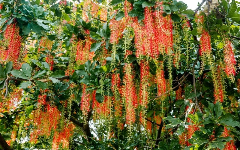 Hình ảnh cây hoa lộc vừng ven hồ thanh bình