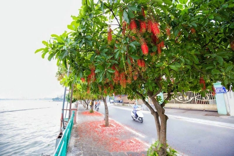 Vẻ đẹp giản dị của cây hoa vừng nơi làng quê