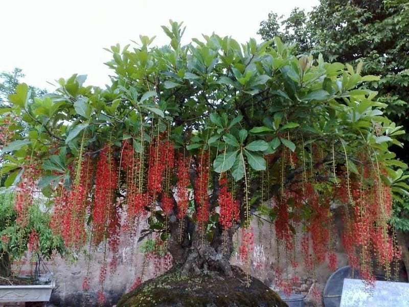 Sắc đỏ tươi nổi bật của cây hoa lộc vừng cổ thụ