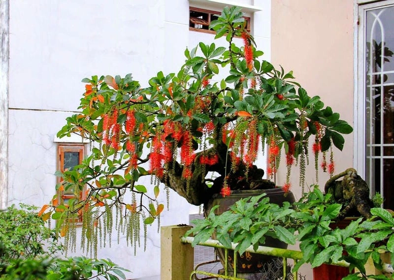 Không gian rực sắc với cây hoa lộc vừng đỏ nở
