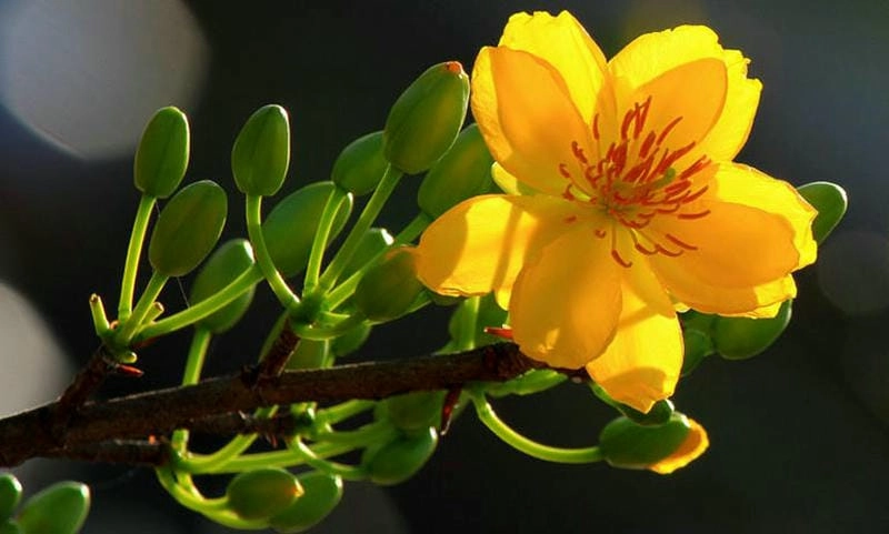 Sắc vàng rực rỡ nổi bật của cây mai vàng