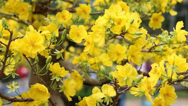 Trang trí Tết sang trọng với chậu hoa mai vàng