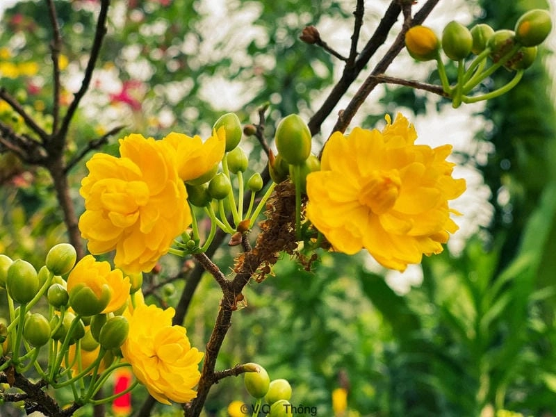 Ngắm sắc xuân tươi mới từ hoa mai vàng