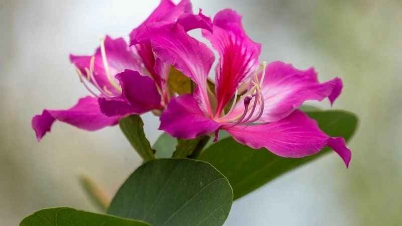 Hình ảnh hoa móng bò rực rỡ thu hút mọi ánh nhìn